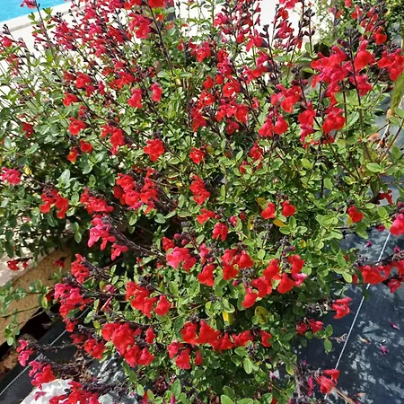 Nid Douillet A La Campagne Salviac